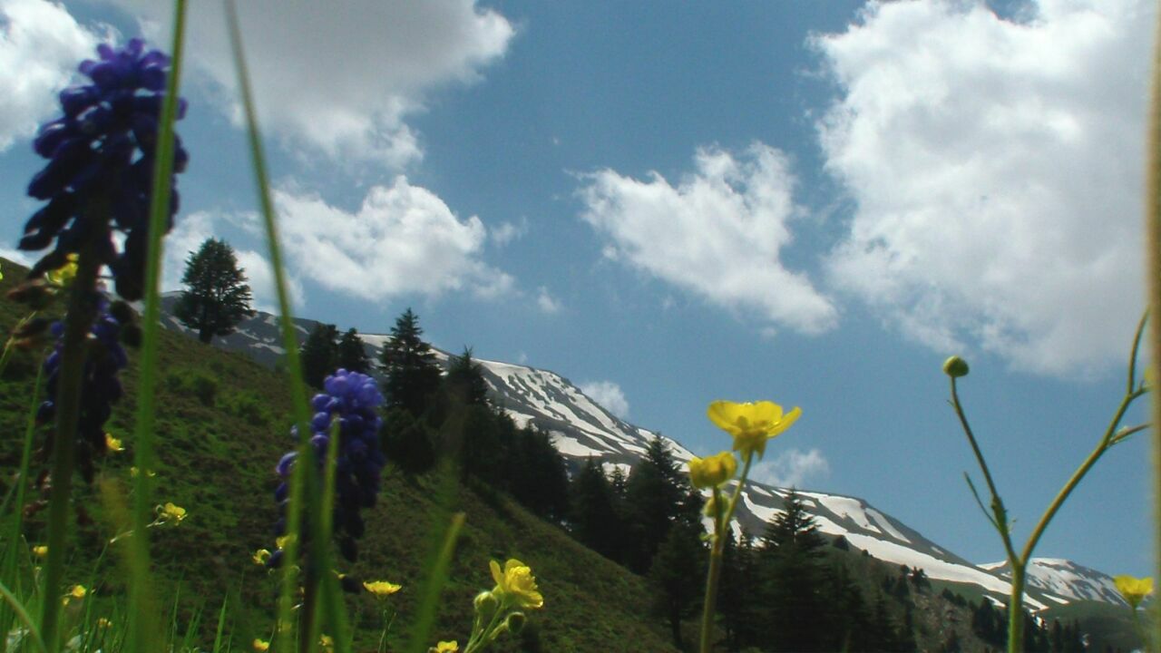 Çiçekli dağ