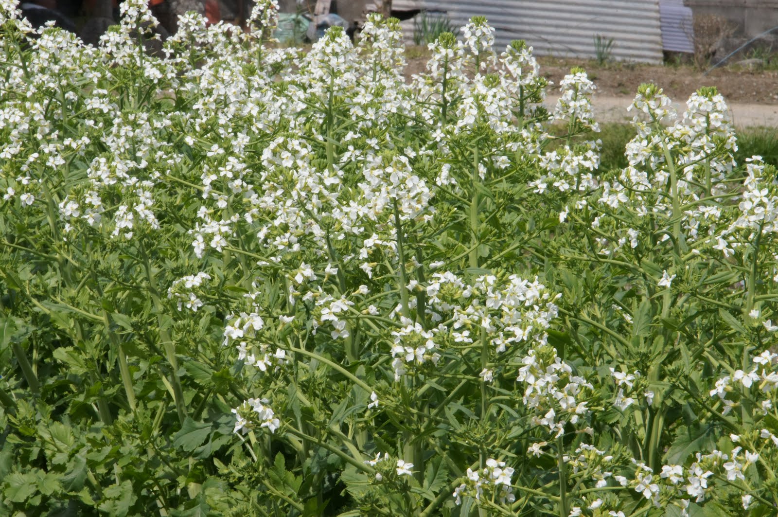 いしの光市だより ソラマメの花はムラサキとシロだと思うので これは白い菜の花なのでしょうか