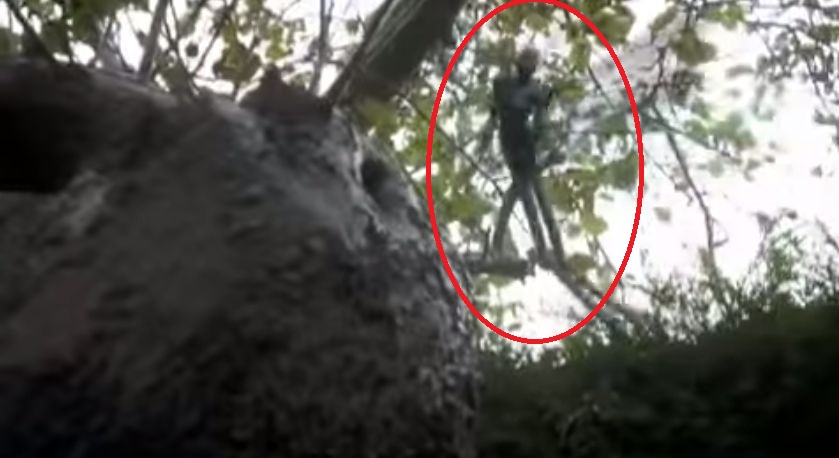 Зубная фея картинки настоящие в реальности фото