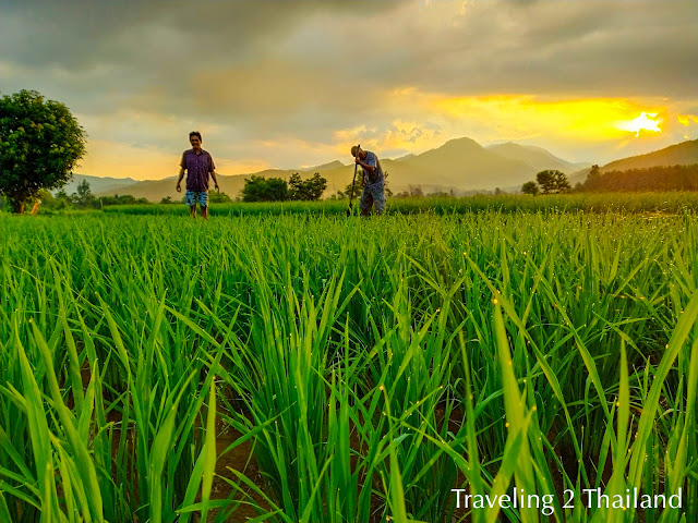 Farmers at work on rice field in Pua, North Thailand Traveling in North Thailand