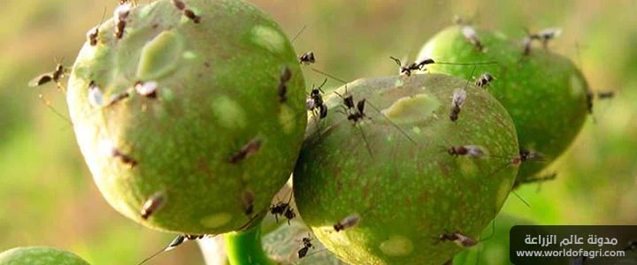 ذبابة ثمار التين - مدونة عالم الزراعة