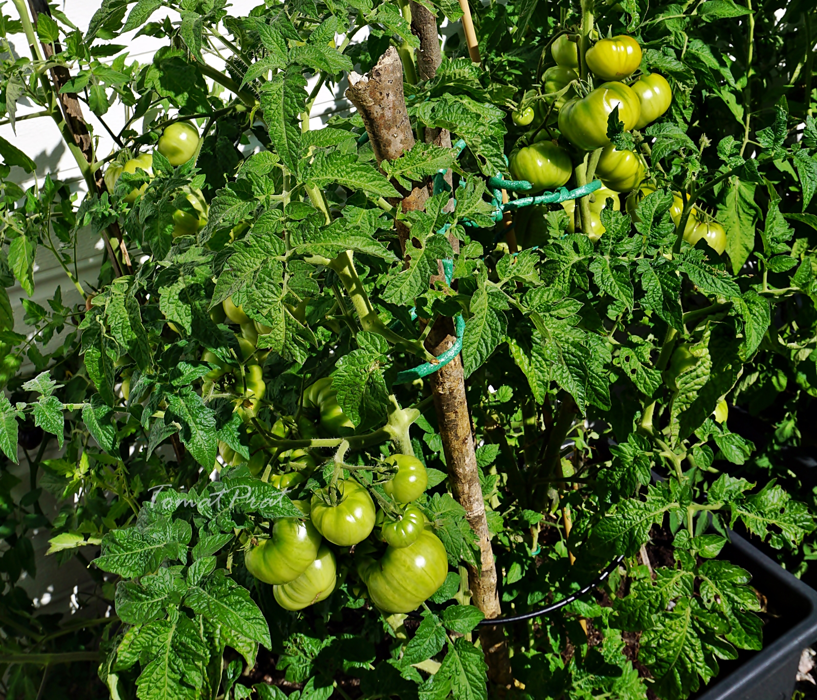Helenes Tomater Copperhead