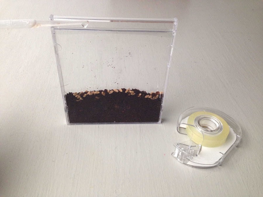 PROYECTO DE CIENCIA PARA NIÑOS MINI JARDIN SIEMBRA SEMILLAS