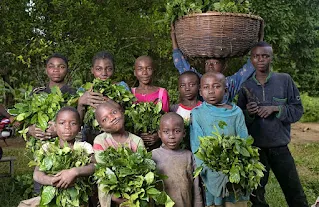 Kids collecting vegetables, Yangambi, Democratic Republic of Congo