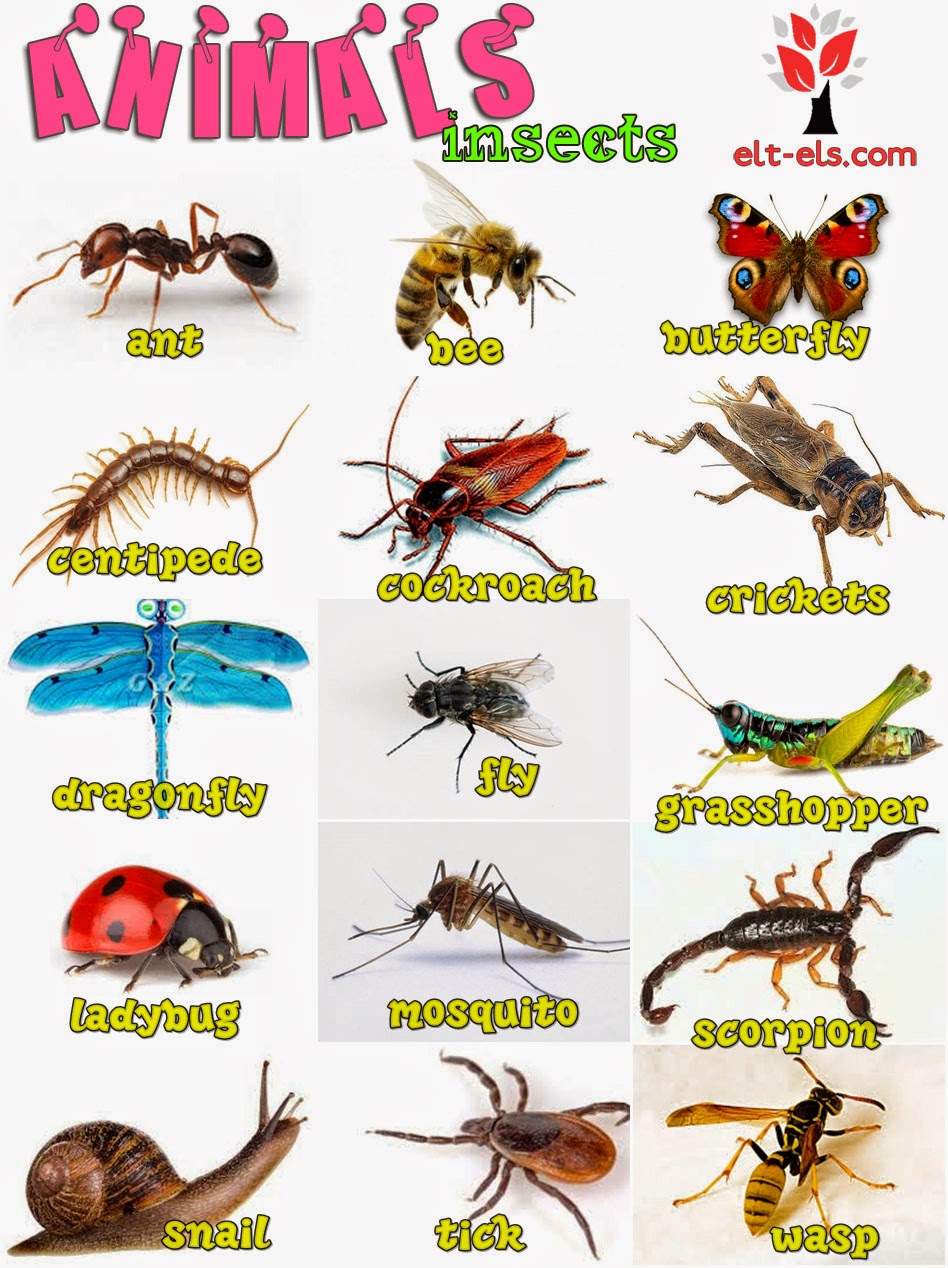 Три названия насекомых. Насекомые на английском языке. Насекомые по английскому животные. Названия насекомых на английском. Карточки по английскому языку насекомые.