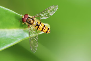 Hoverfly on a leaf.
