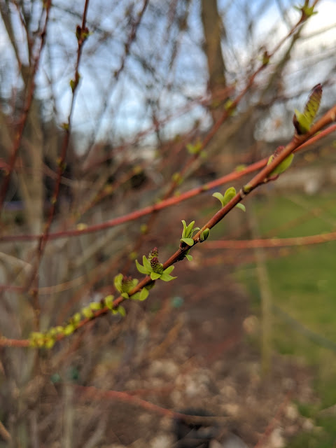 Dappled Willow Hakuro Nishiki Tree Form Planted 2019