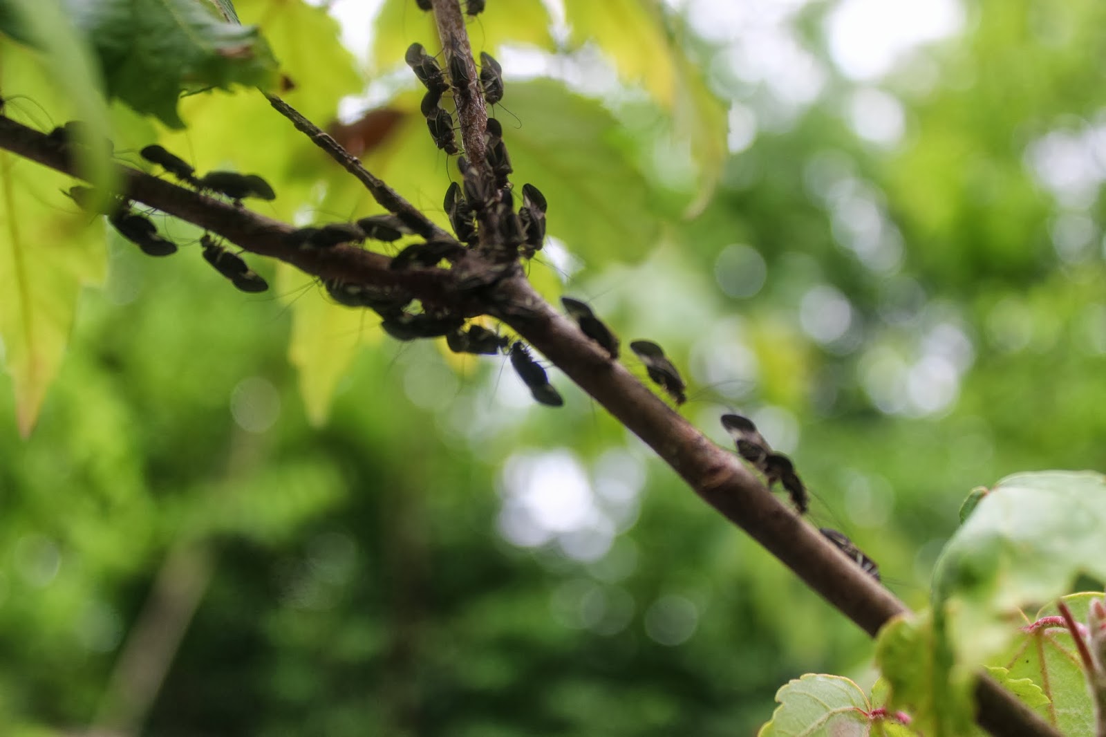 The Crescent City's Green Thumb What's with all this webbing on my oak