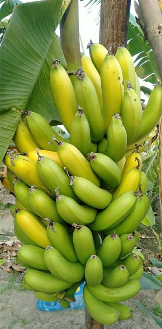 pisang cavendish matang