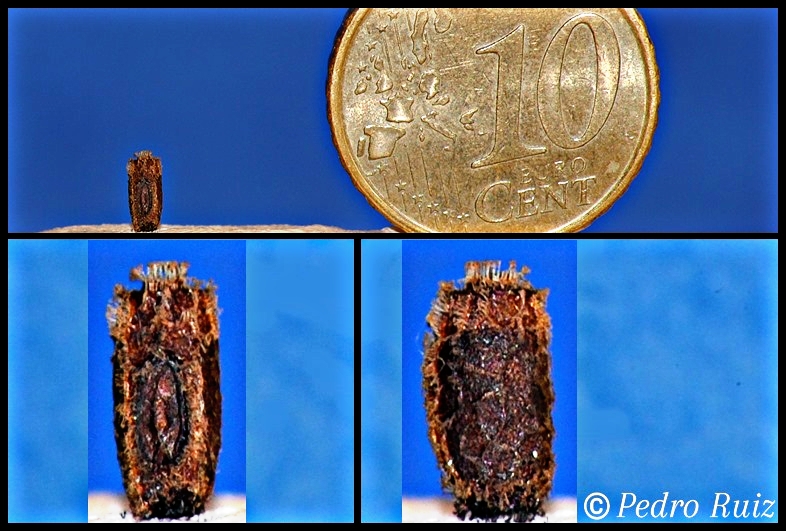 Huevo de Hypocyrtus ornatissimus Huevo de Hypocyrtus ornatissimus