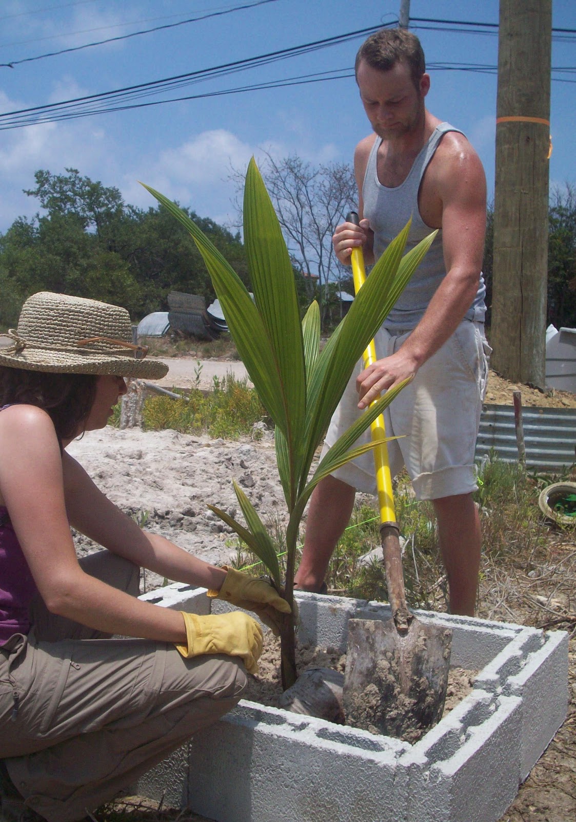 Living Tree Academy Planting and Watering Coconut Palm
