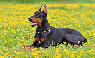 doberman