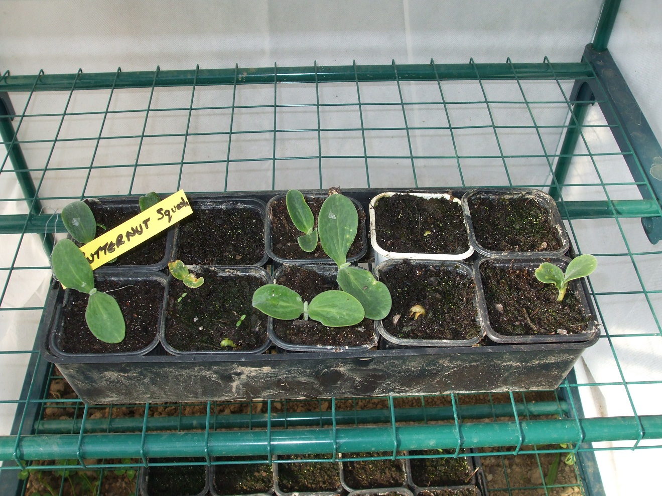 April 2011 Seedlings