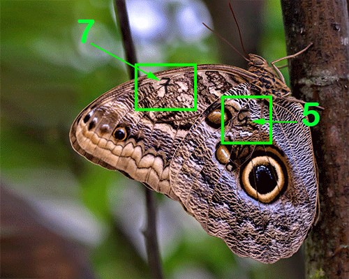 Kode Alam Kode Alam Togel Kode Alam Binatang Kode Alam Kupu Kupu Gajah