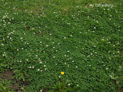 Flowers at Hibiya Garden - Tokyo, Japan