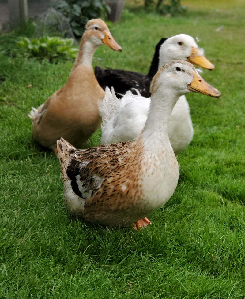 Treating Foamy Eye and Sinus Issues in Ducks Naturally Fresh Eggs