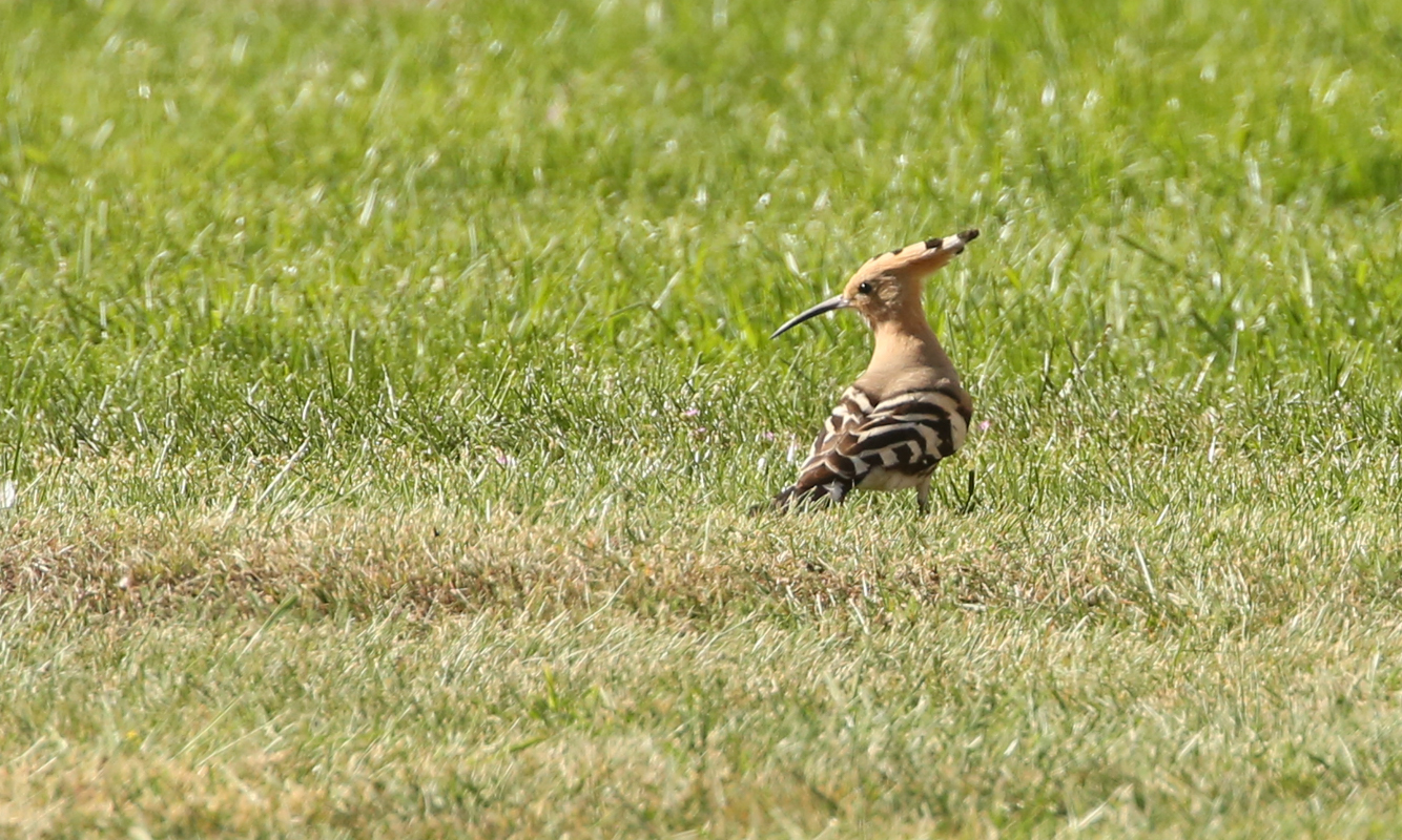 Austin's Birding Blog