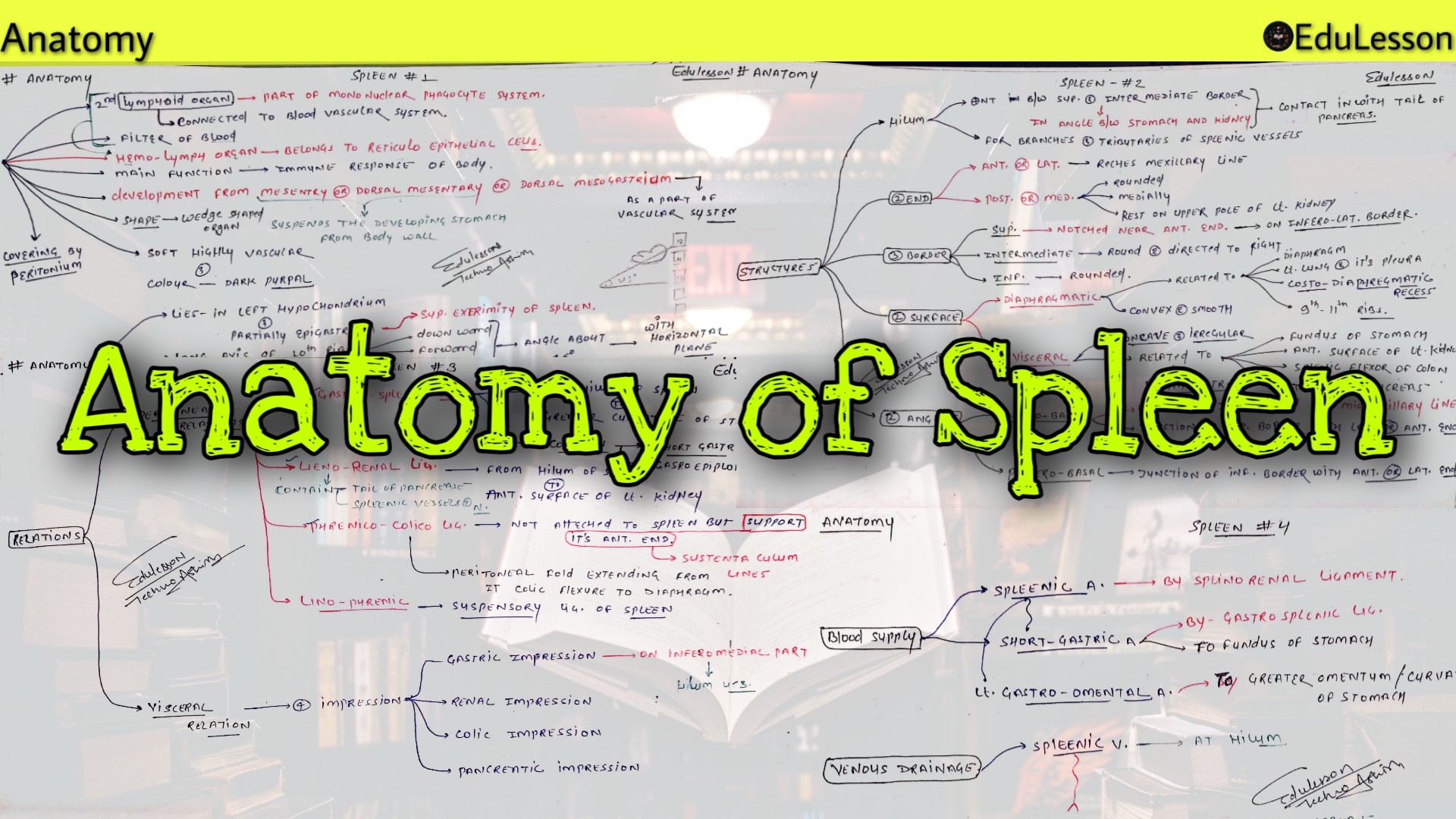 Anatomy of Spleen - Location, Shape, Structure, Relations & Vasculature
