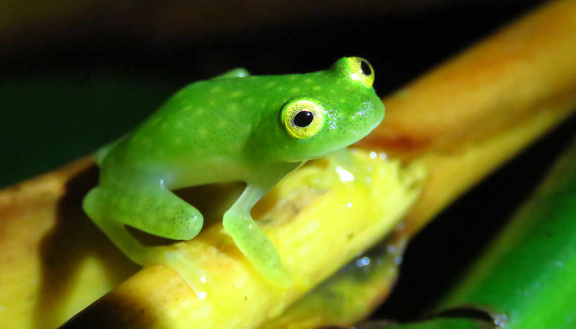 Glass frog scientific name, Centrolenidae, where do glass frogs live?