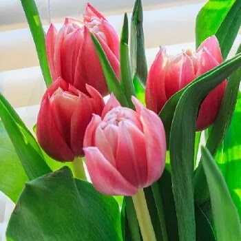 फुलांची नावे, Flowers Name In Marathi कन्द पुष्प, Tulip flowers name in Marathi