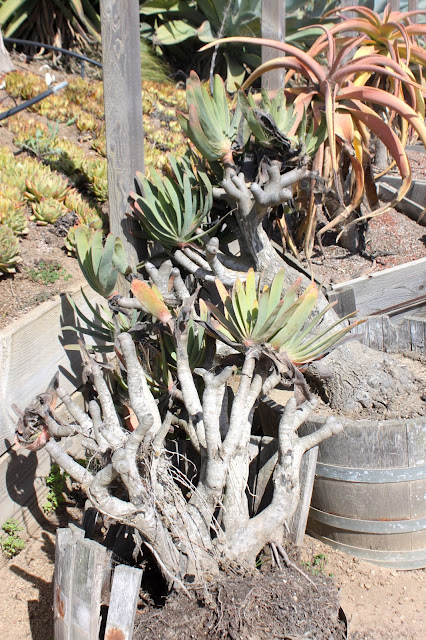 Old Kumara plicatilis (formerly Aloe plicitilis) with an uncertain future Kumara plicitilis