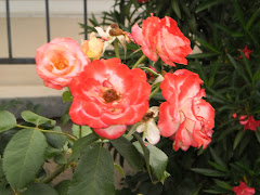 Antique Roses in my Garden