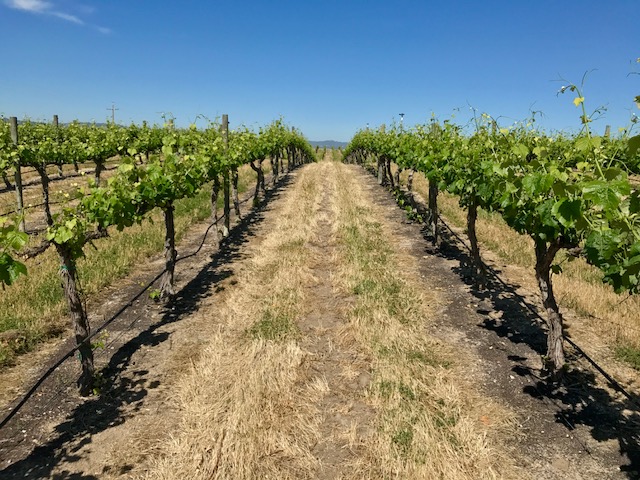 Wine-Thoughts : Visiting Paso Robles - J. Lohr Vineyards