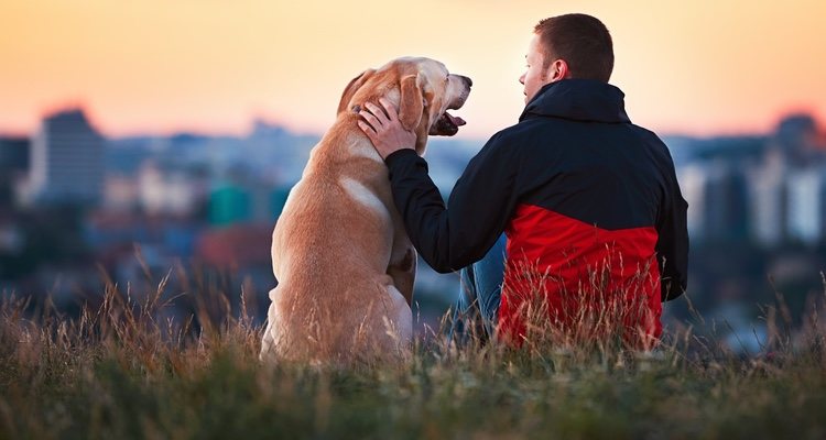 The breed of the dog is also important when choosing