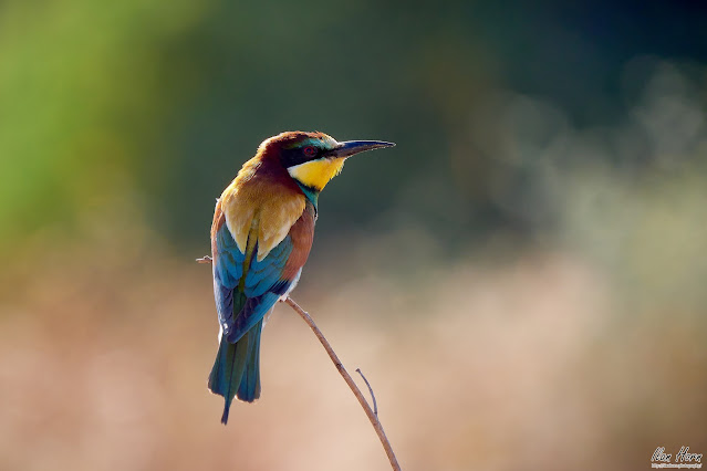 Bee-Eater at Sunset