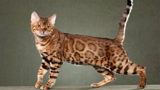 california spangled cat, spangled cat