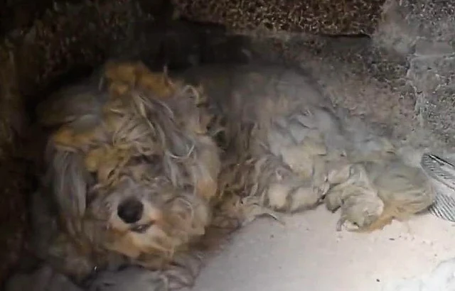 Greece forest fires: 'miracle dog' saved himself by hiding in an outside oven