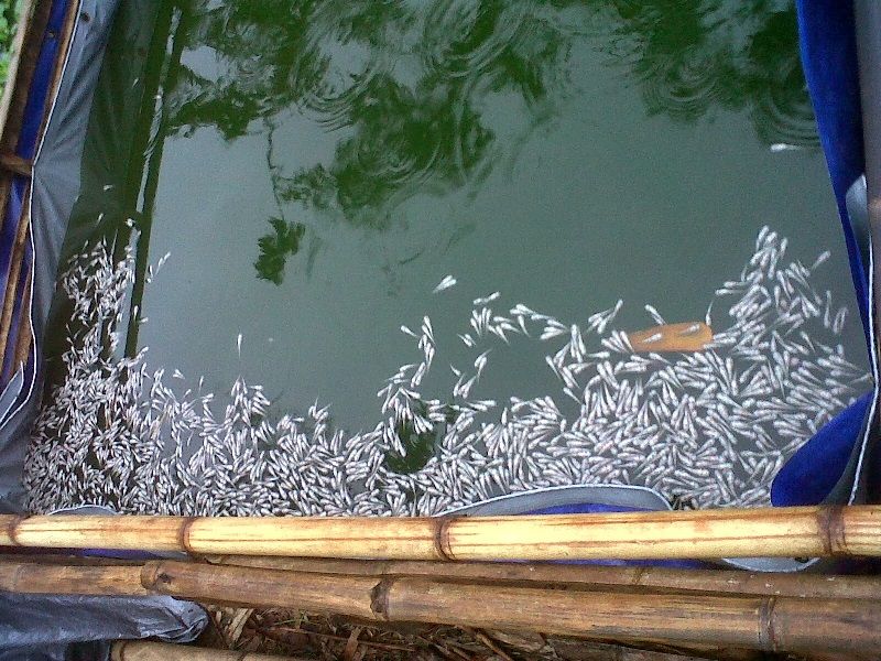 penyebab ikan lele mengambang di permukaan kolam