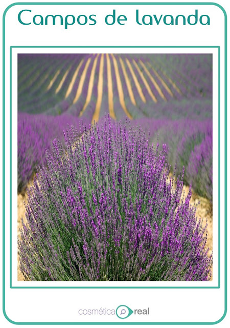 Aceite de lavanda y melasma manchas en la piel