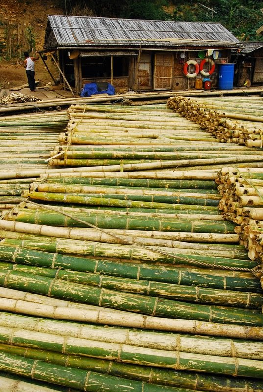 Bamboo for Architecture+Construction World�s strongest Timber bamboo