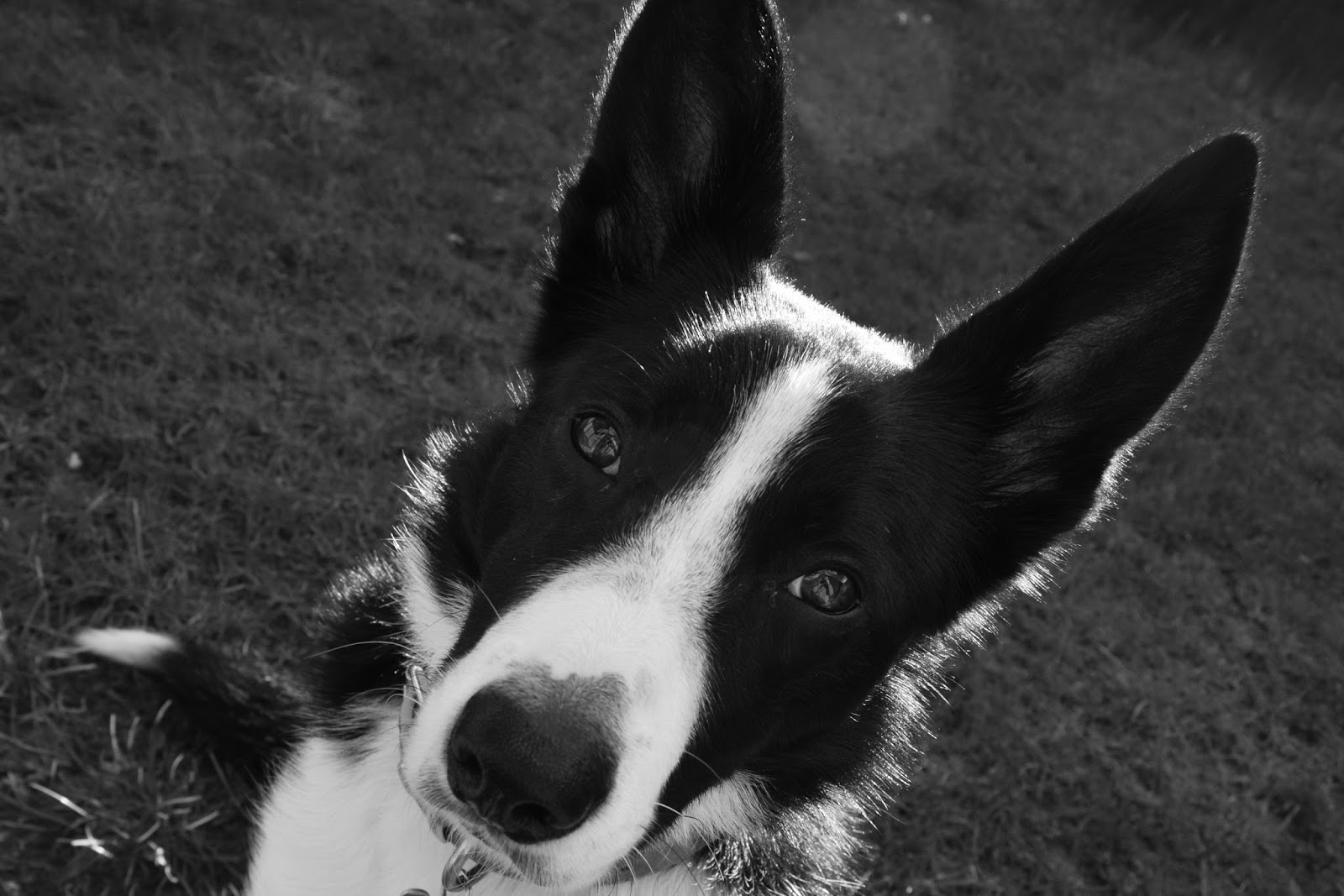 Mollie The Border Collie Weekly Photo Blog Hop