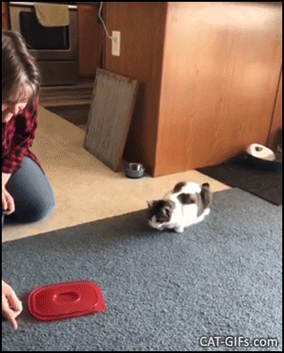 Funny Cat GIF • Hilarious cat like reflexes curious cat startled by red box cover high jump haha Funny Cat GIF • Hilarious cat like reflexes curious cat startled by red box cover high jump haha