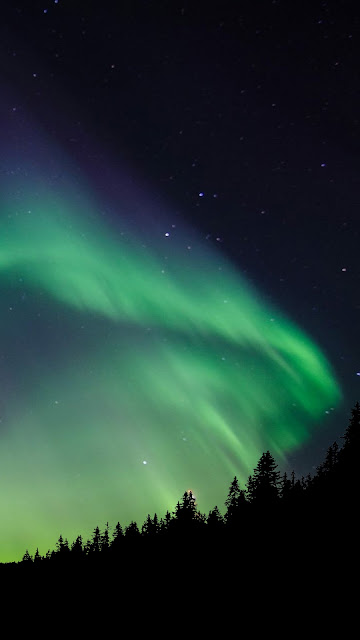 Northen Lights Forest Wallpaper Northen Lights Forest Wallpaper