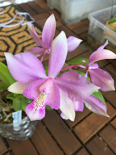 , Diacattleya Chantilly Lace, diarid'orchidee