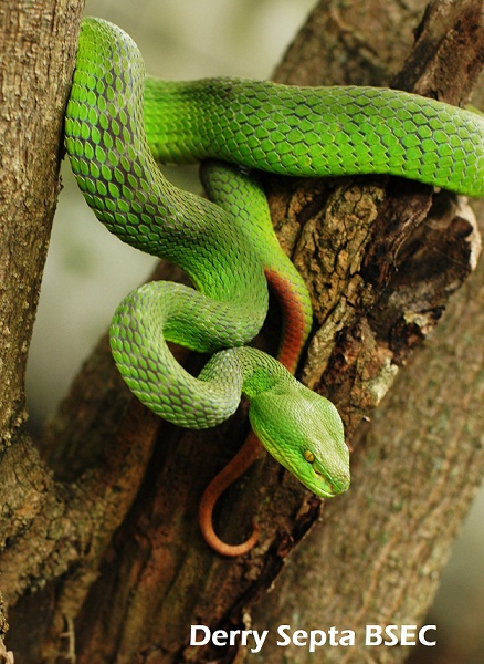 Fan's Reptiles: Ular Hijau Ekor Merah (Trimeresuresus albolabris insularis)