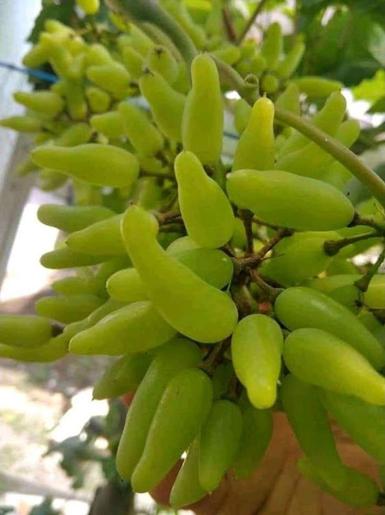 Bibit Anggur Import Banana Sawahlunto
