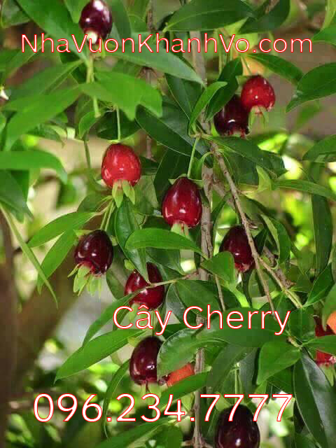 Cherry loại đại, sum suê trái Cay-cherry-khanh-vo-1