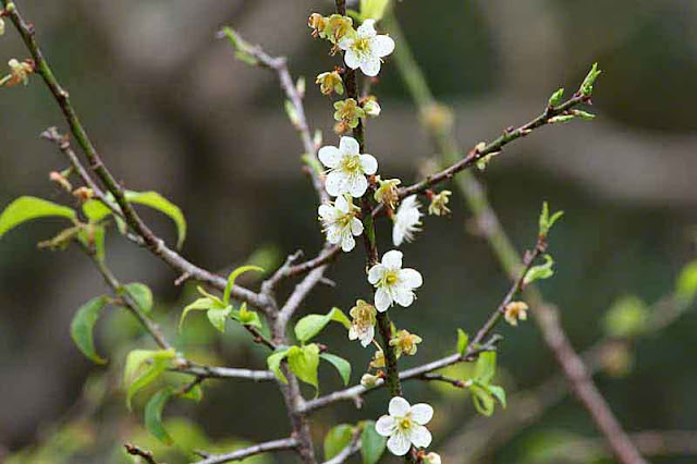 plum blossoms, flowers, trees, branches, buds