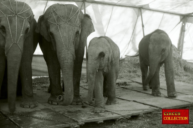 les éléphants du Cirque Franz Althoff 1967 installé sur leur plancher dans la tente ecurie de la ménagerie 