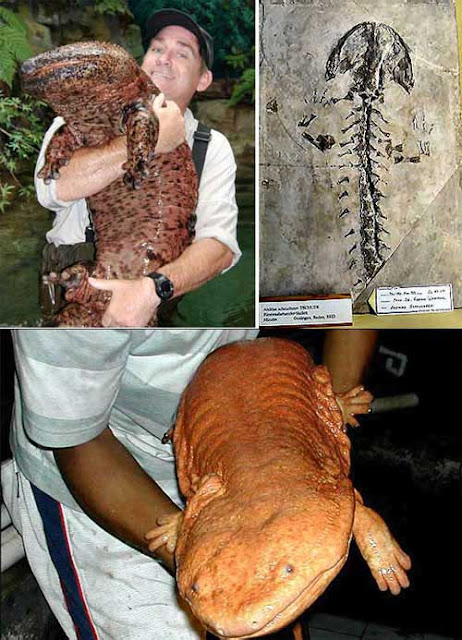 salamandre-giganti