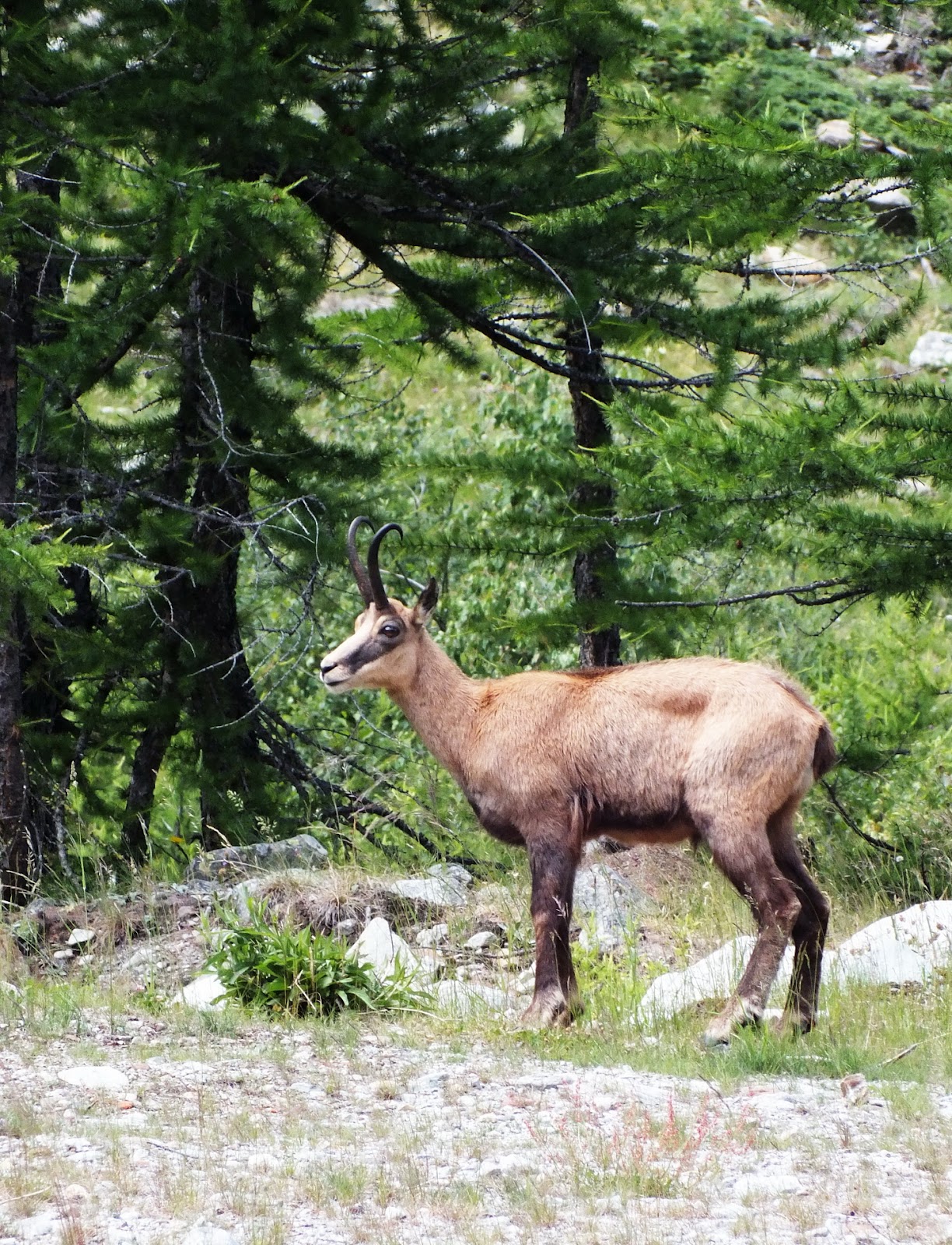 eleda61.photos meravigliosa creatura