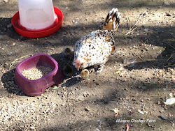 clean chicken waterers waterer often chickens need water should them