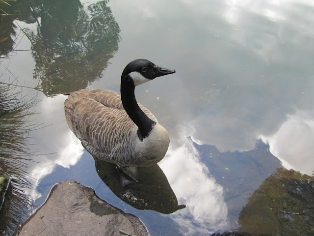 canadian-goose-nz