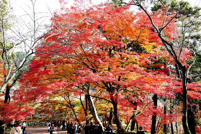 19 紅葉の京都 二 毘沙門堂と永観堂紅葉見頃