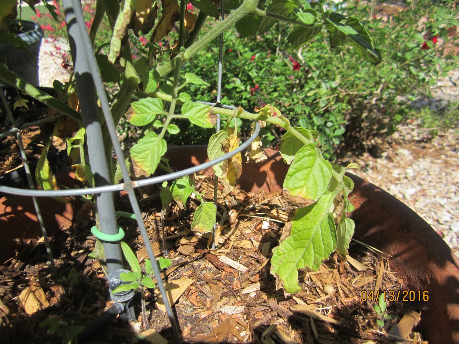 Xtremehorticulture of the Desert Tomato Problems Growing