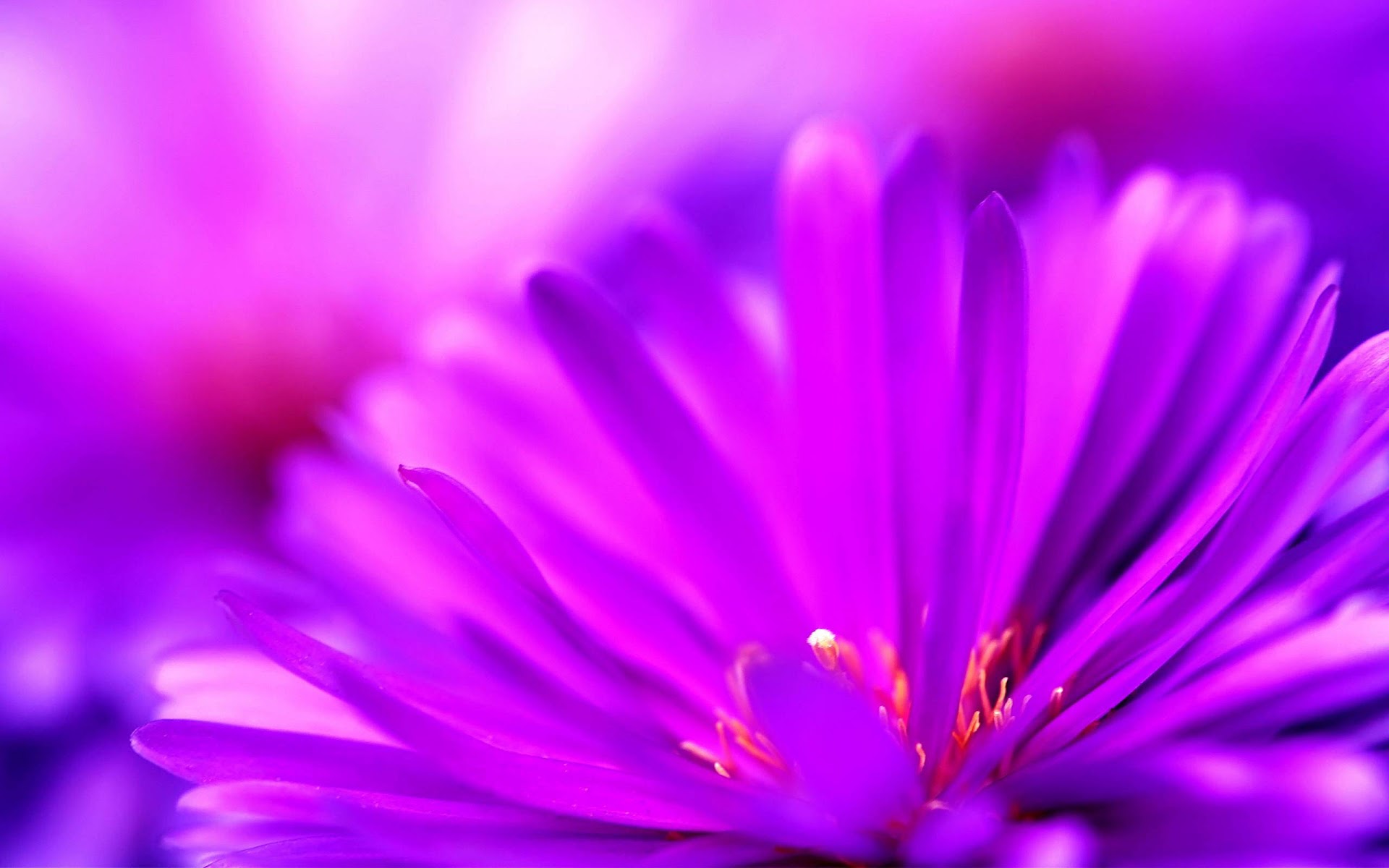 Mag HD Wallpapers: Purple Flower